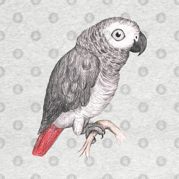 Cute African grey parrot by Bwiselizzy